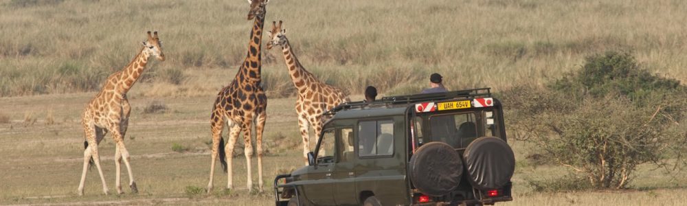 uganda-safari-3