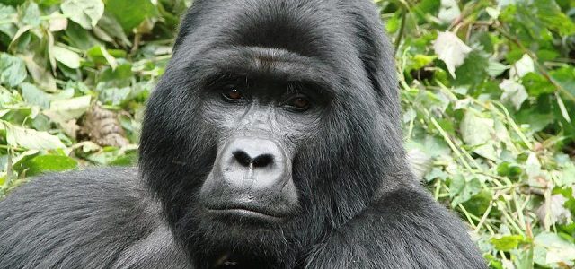 Gorilla-in-Bwindi